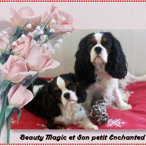 Eleveur : ELEVAGE DES PLAINES DE LA VARENNE