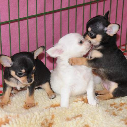 Élevage : chihuahua chien chinois a crete