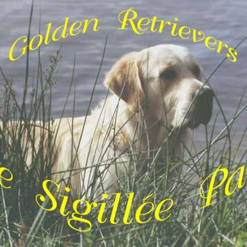 Élevage : golden retriever