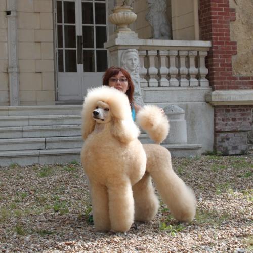 Élevage de grand caniche abricot