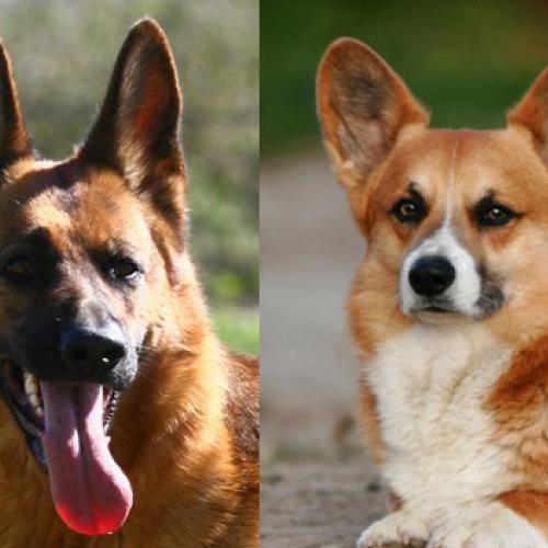 Eleveur : l'étang des impériaux