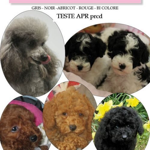 Eleveur : eleveur canin