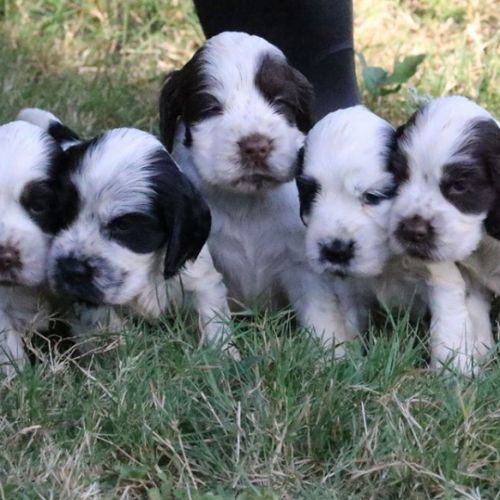 Eleveur : la pierre aux leux