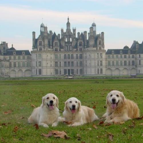 Eleveur : Royston Sport