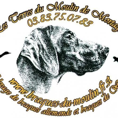 élevage de Braque Allemand et Braque De Weimar