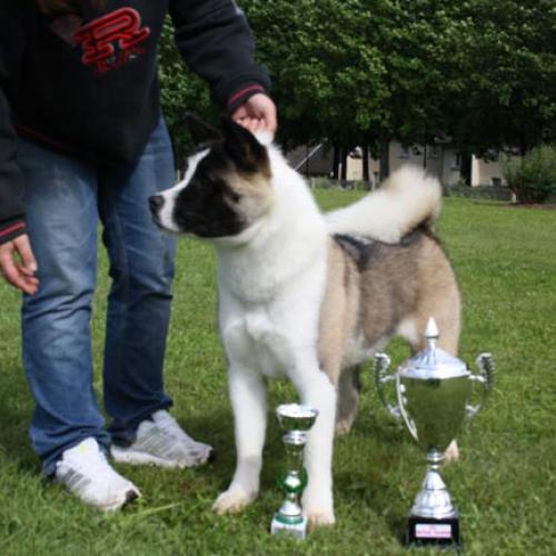 Élevage : akita americain berger australien