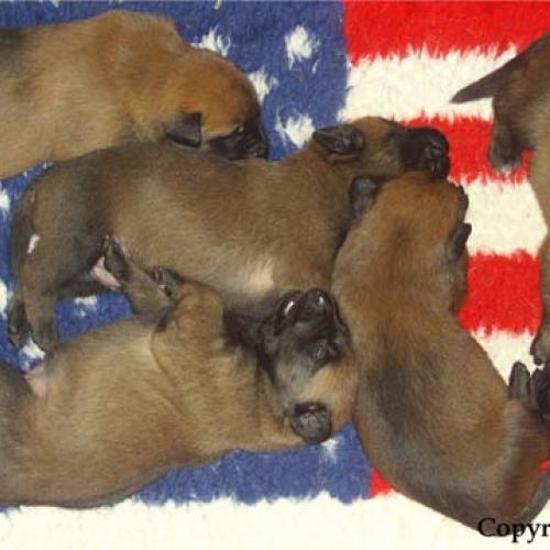 Élevage : berger belge