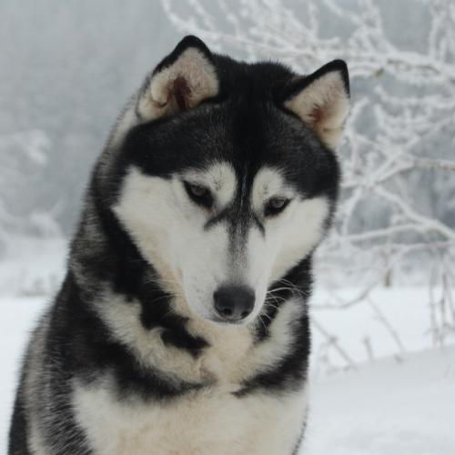 Eleveur de husky of cold winter nights