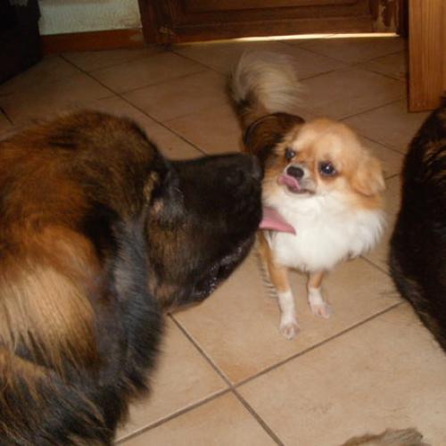 Eleveur : DES AMOURS DE LEOS