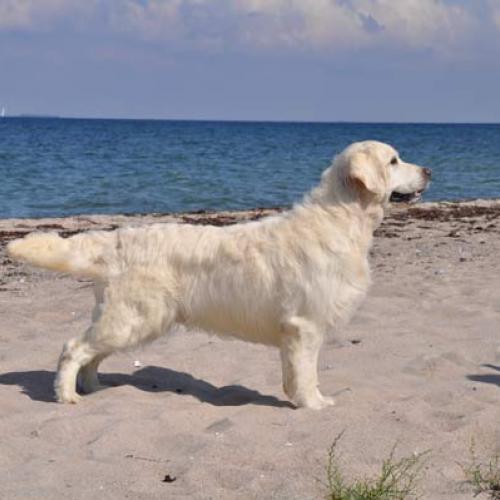 Élevage : golden retriever