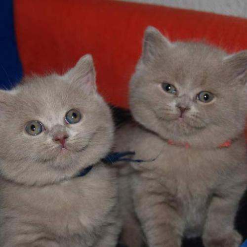 Eleveur : Chatterie Del Azula