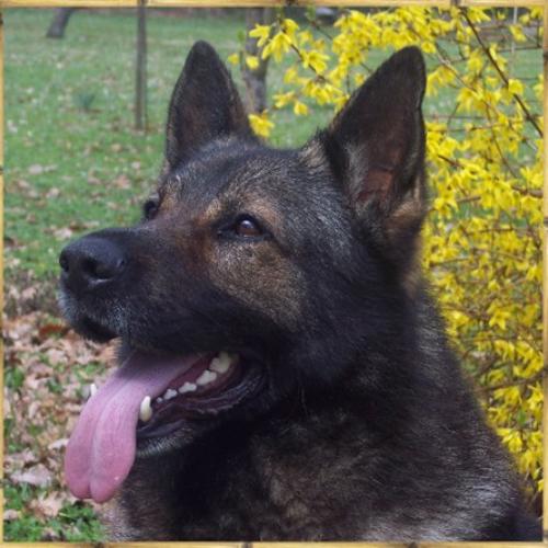 Eleveur : dog n' cat service