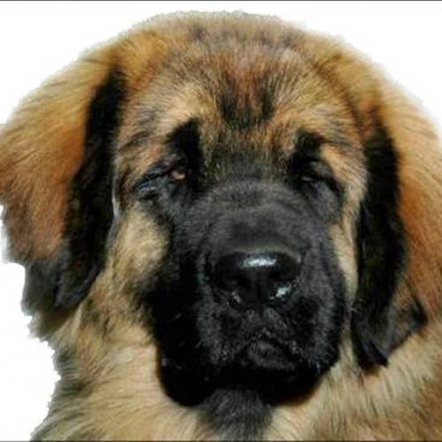 Eleveur : chateau beausoleil