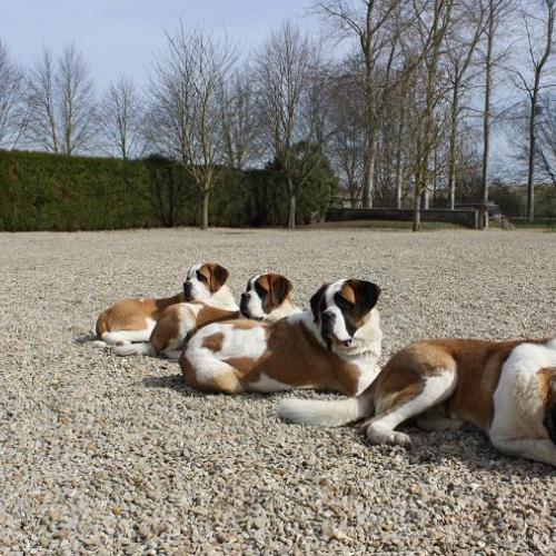 Élevage : saint bernard