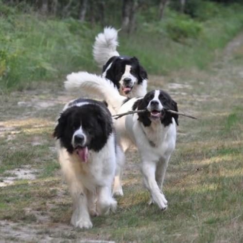 Élevage : landseer west highland white terrier