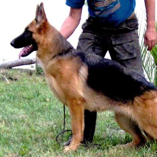 Élevage : berger allemand