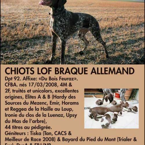 Élevage : braque allemand a poil court