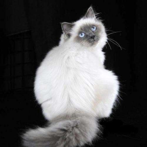 Élevage : birman (sacré de birmanie)