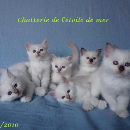 Eleveur : Chatterie de l'étoile de mer