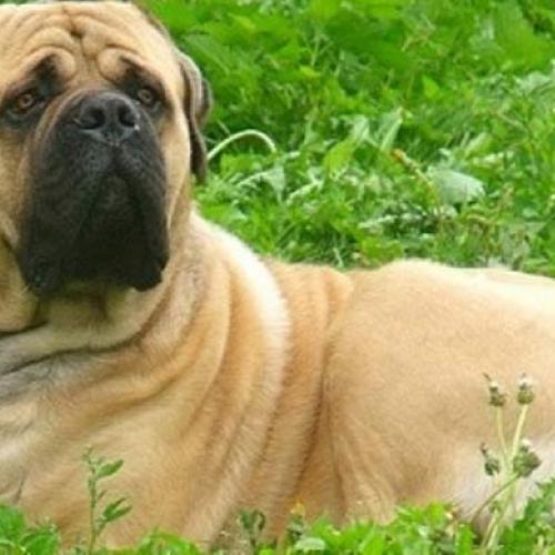 Élevage : mastiff