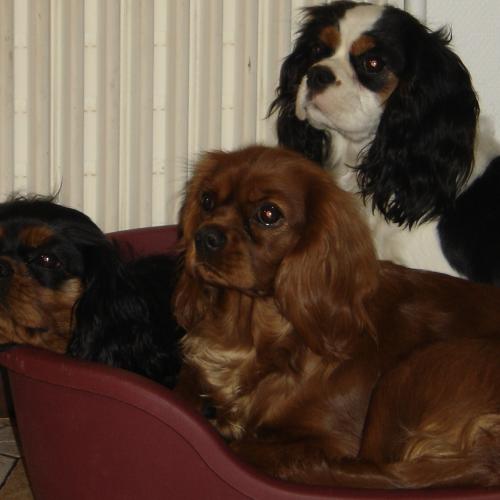 Eleveur : le Champ de Faye