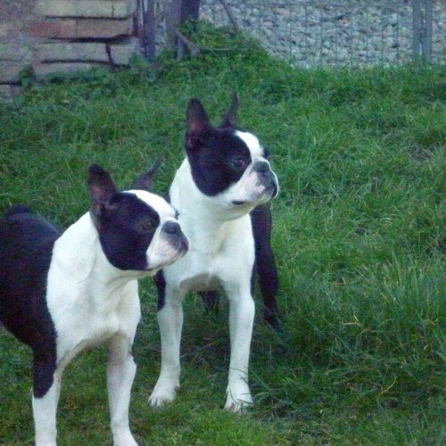 Terrier De Boston Chihuahua poils longs et Ragdoll