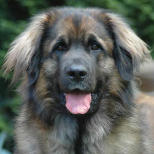 Élevage : chien de leonberg