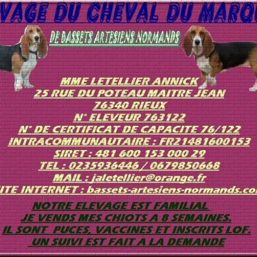 Eleveur : ELEVAGE DU CHEVAL DU MARQUET