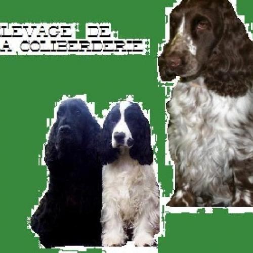 Élevage : cocker spaniel anglais
