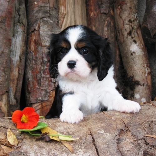 Eleveur : Elevage des Seigneurs d'Occitanie