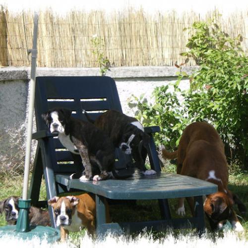 Eleveur : Elevage Des Tendres Rebels