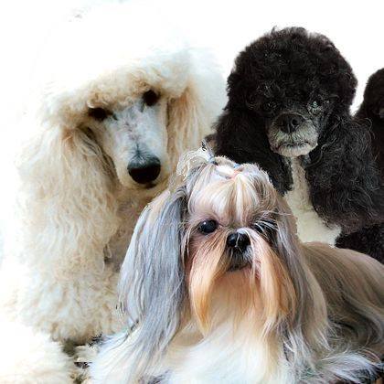 Eleveur-sélectionneur de Caniches et Shih Tzu