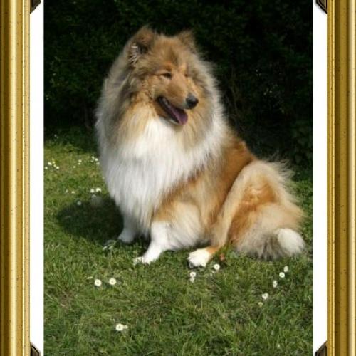 Élevage : collie a poil long dobermann epagneul pekinois persan