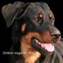 Eleveur : Beaucerons de l'Ombre rouge de phrygie