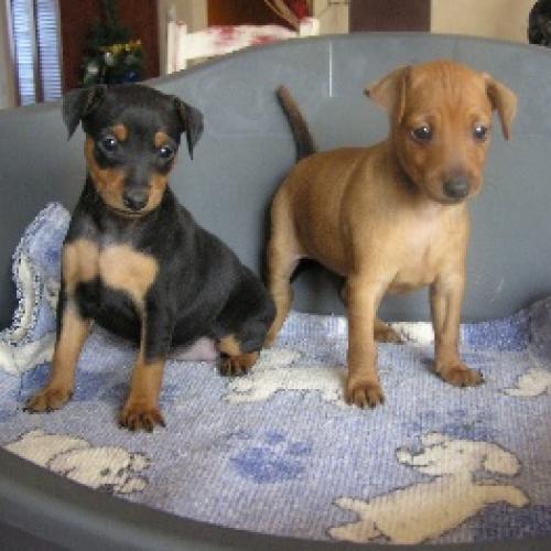 Eleveur : Des Pinscheboules