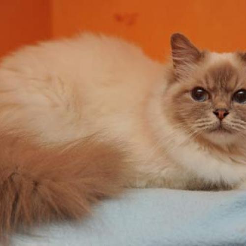 Élevage : birman (sacré de birmanie)