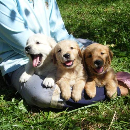 Eleveur : Les Goldens des Rives de la Bidouze