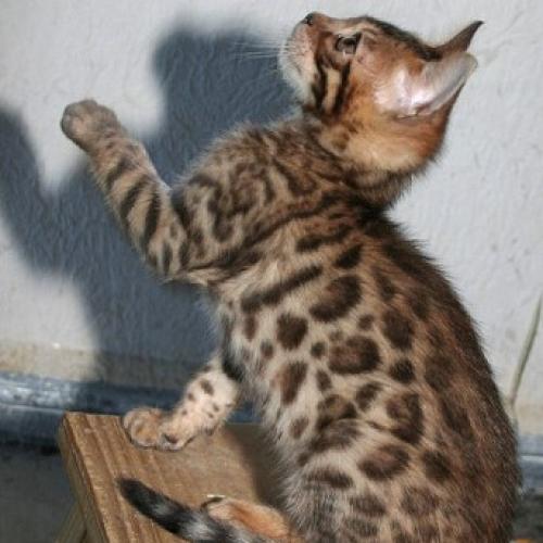 Eleveur : Bengals Du Royaume de St Bel