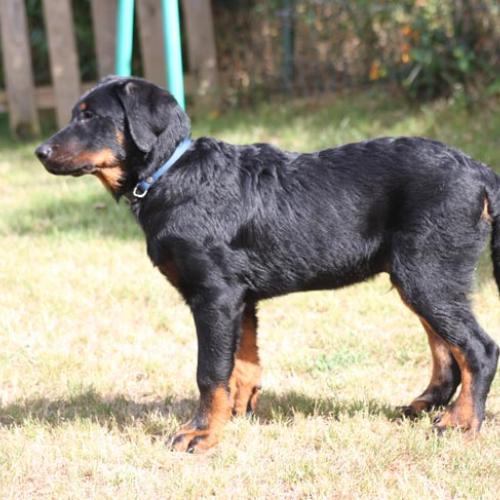 Élevage : berger de beauce - beauceron