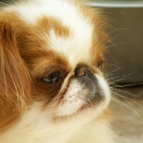 Eleveur : Elevage de Fier de Roque