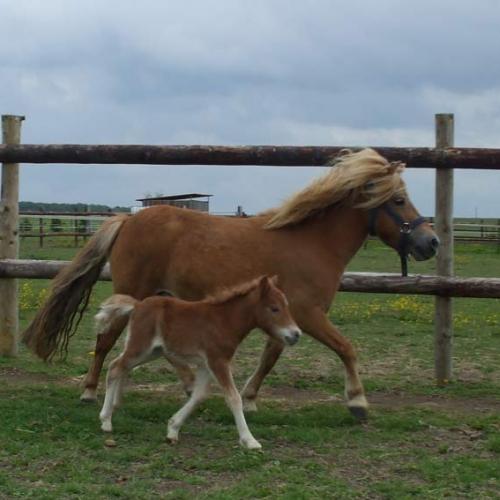 Eleveur : haras des vignes