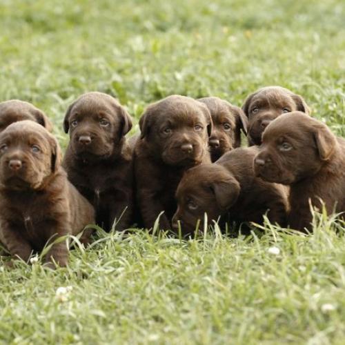 Élevage : labrador retriever