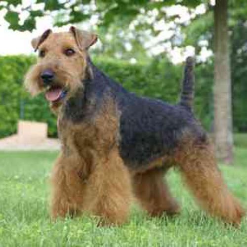 Élevage : welsh terrier schnauzer nain