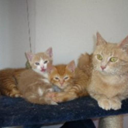 Association : Planning-Chat La Rochelle