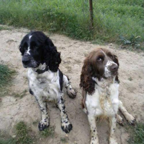 Élevage : english springer spaniel pointer anglais