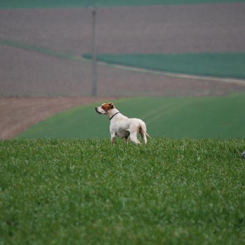 Élevage : pointer anglais