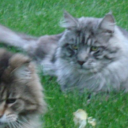 Élevage : maine coon pixie bob