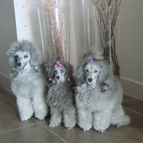 Élevage : les cheycken's grey de clea