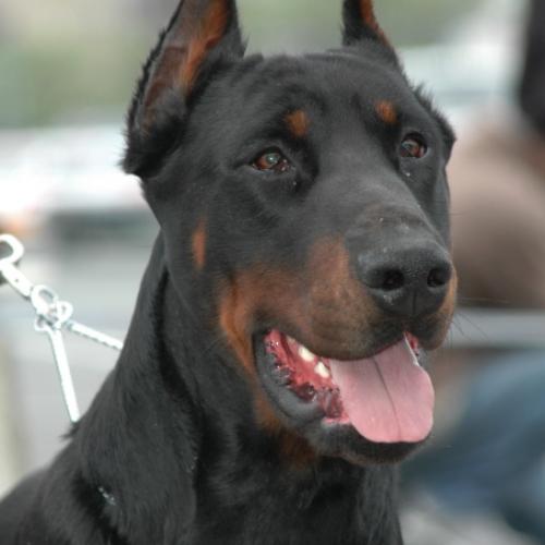 Eleveur : elevage de percyval