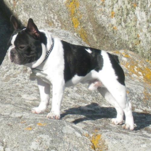 Élevage : bouledogue francais